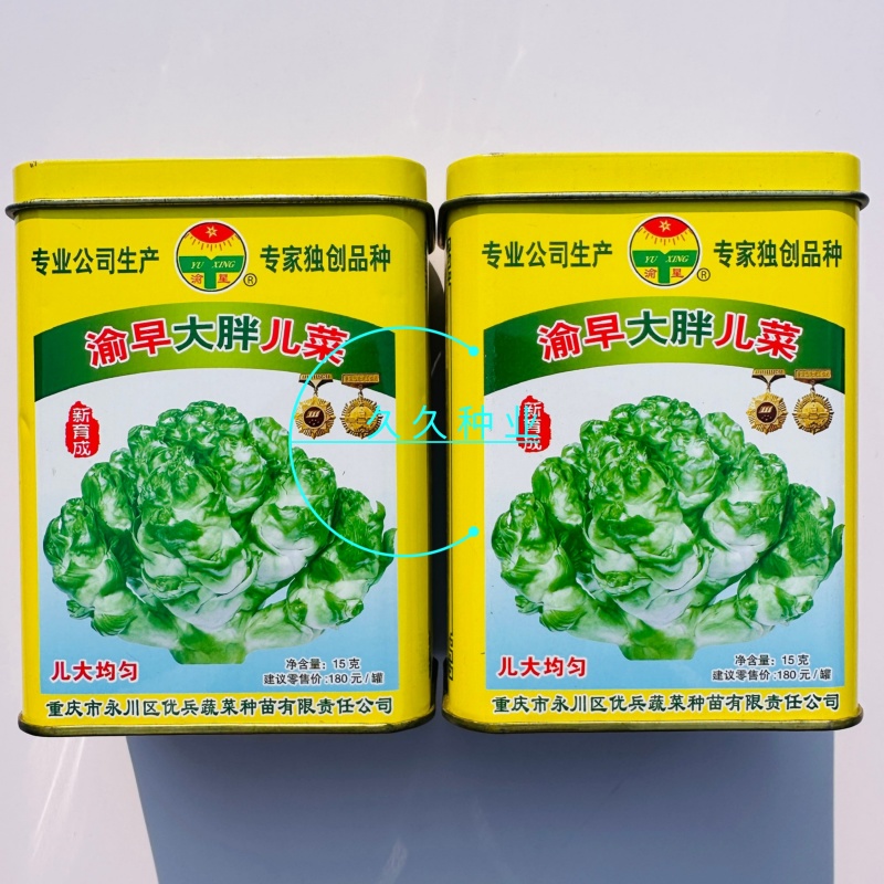 渝早大胖儿菜种子秋播早熟耐寒脆嫩炒食腌制芥菜种籽