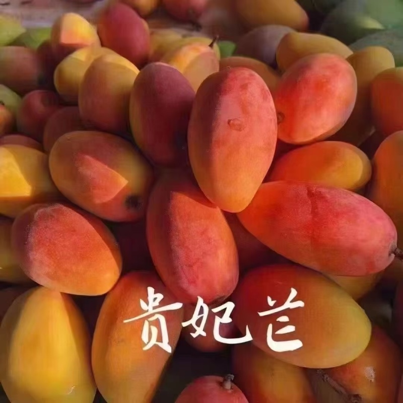 芒果产地直发