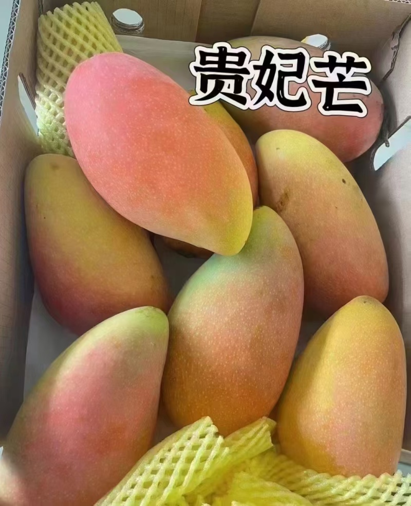 芒果产地直发