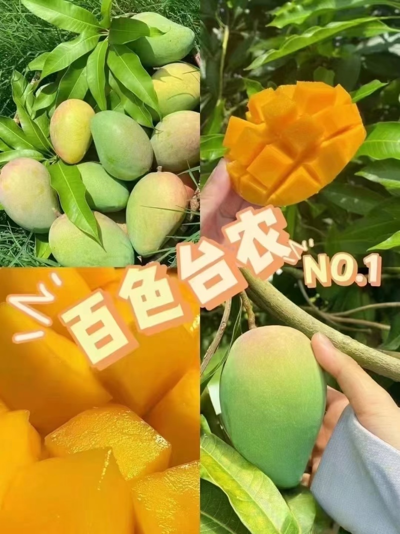 芒果产地直发