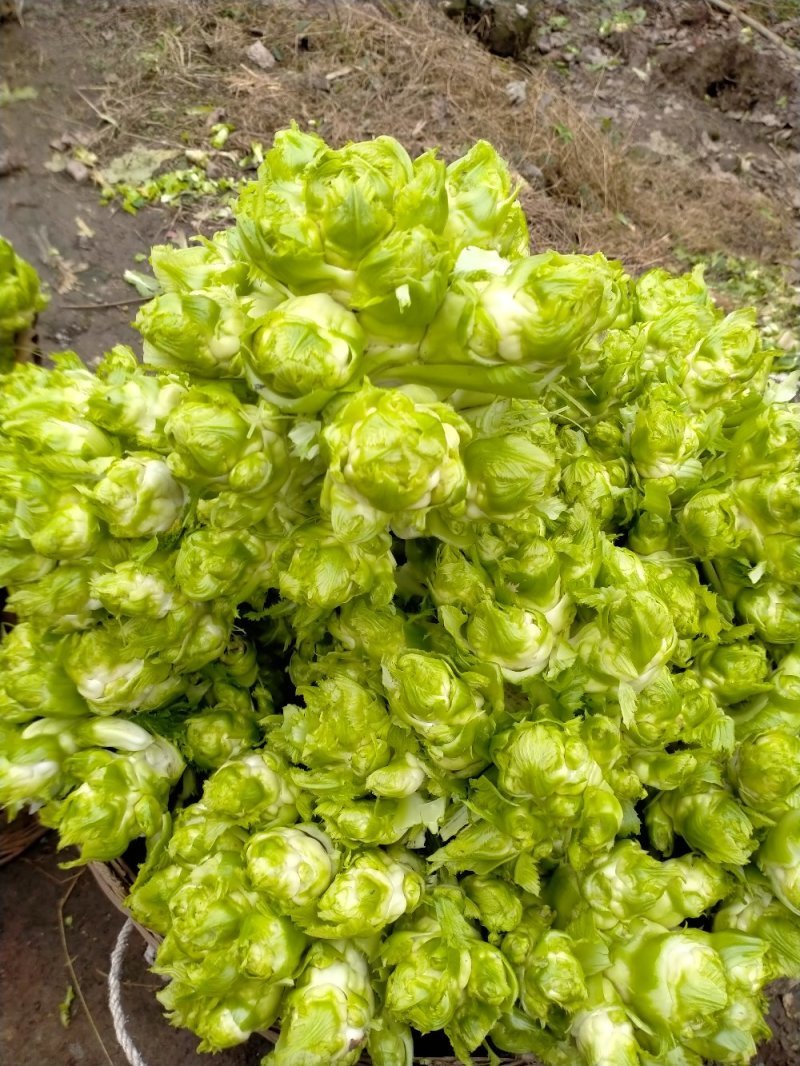 早生娃娃儿菜高产超生背儿抱儿娃娃母子南充菜种子孑