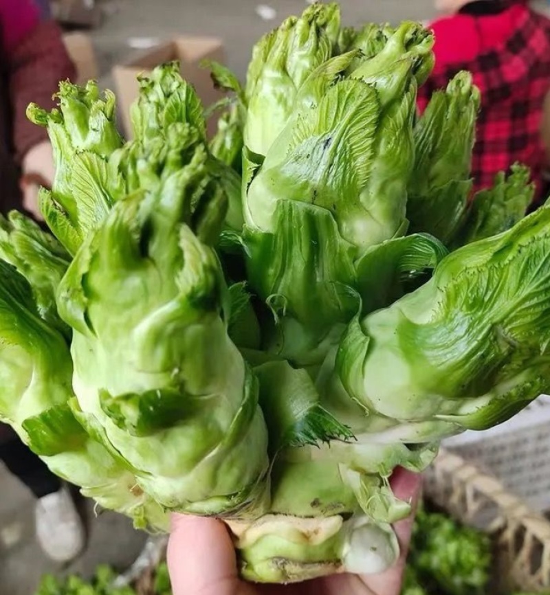 早生娃娃儿菜高产超生背儿抱儿娃娃母子南充菜种子孑