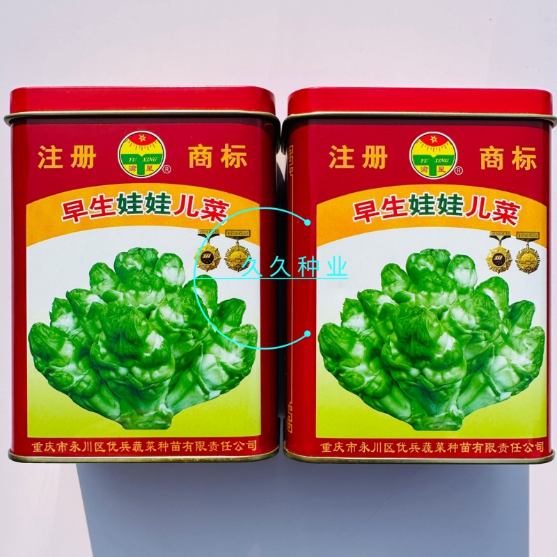 早生娃娃儿菜高产超生背儿抱儿娃娃母子南充菜种子孑