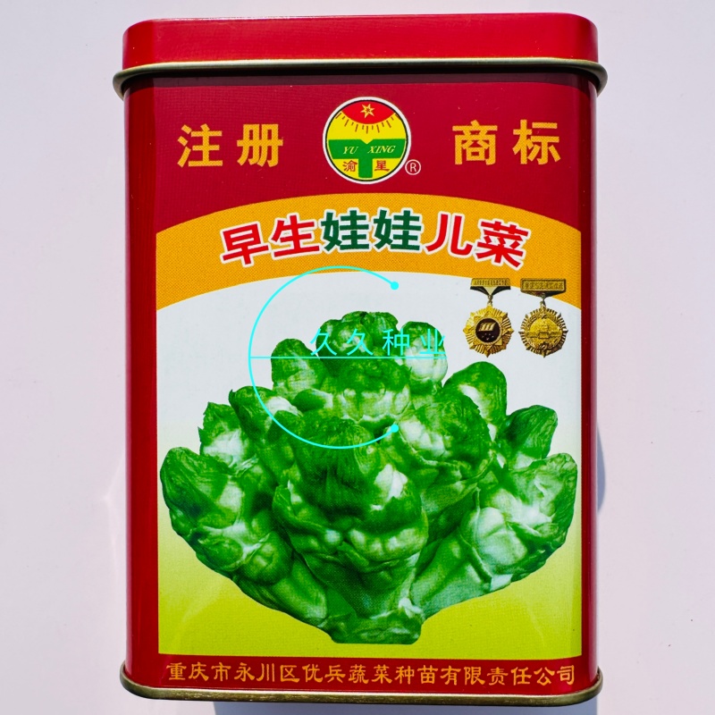 早生娃娃儿菜高产超生背儿抱儿娃娃母子南充菜种子孑