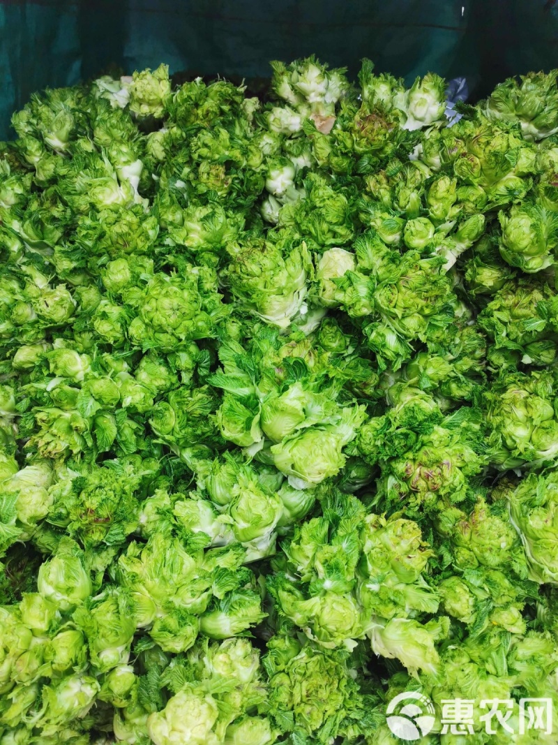 早生娃娃儿菜高产超生背儿抱儿娃娃母子南充菜种子孑