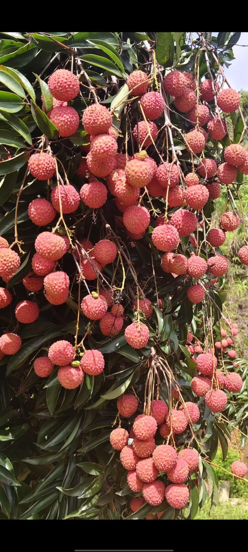 正宗自家栽种无公害荔枝，清甜爽口