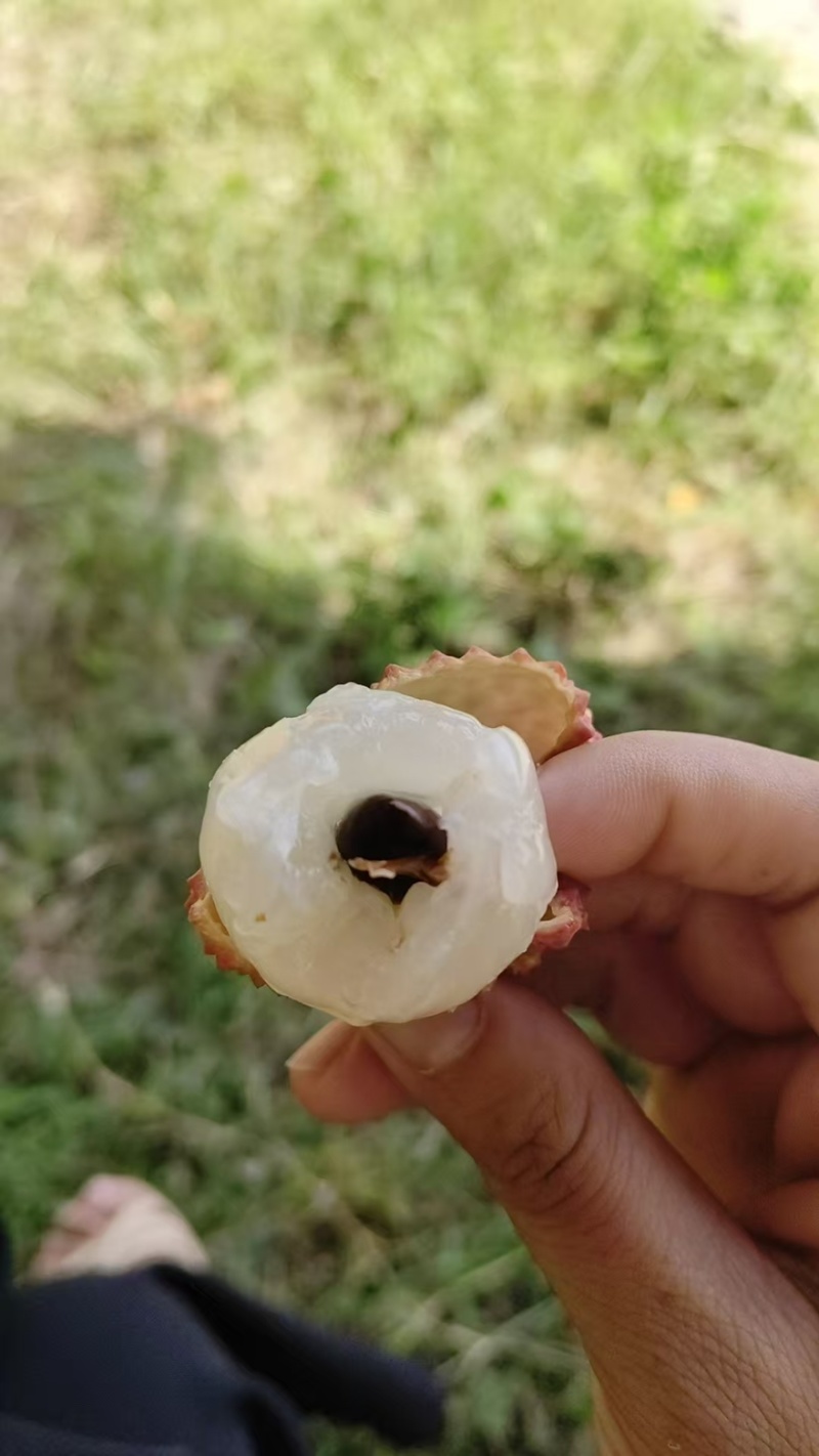 正宗自家栽种无公害荔枝，清甜爽口