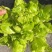 渝早大胖儿菜种子早熟抱子芥娃娃菜胖儿子菜冬秋季庭院盆栽