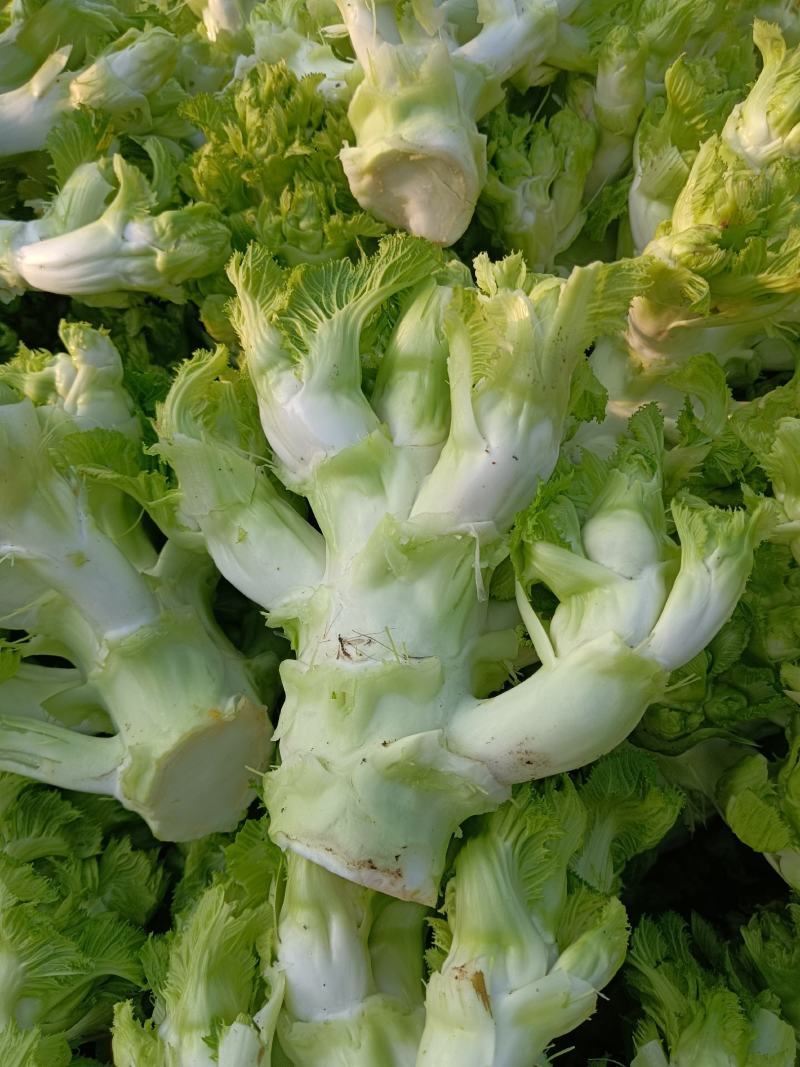 渝早大胖儿菜种子早熟抱子芥娃娃菜胖儿子菜冬秋季庭院盆栽