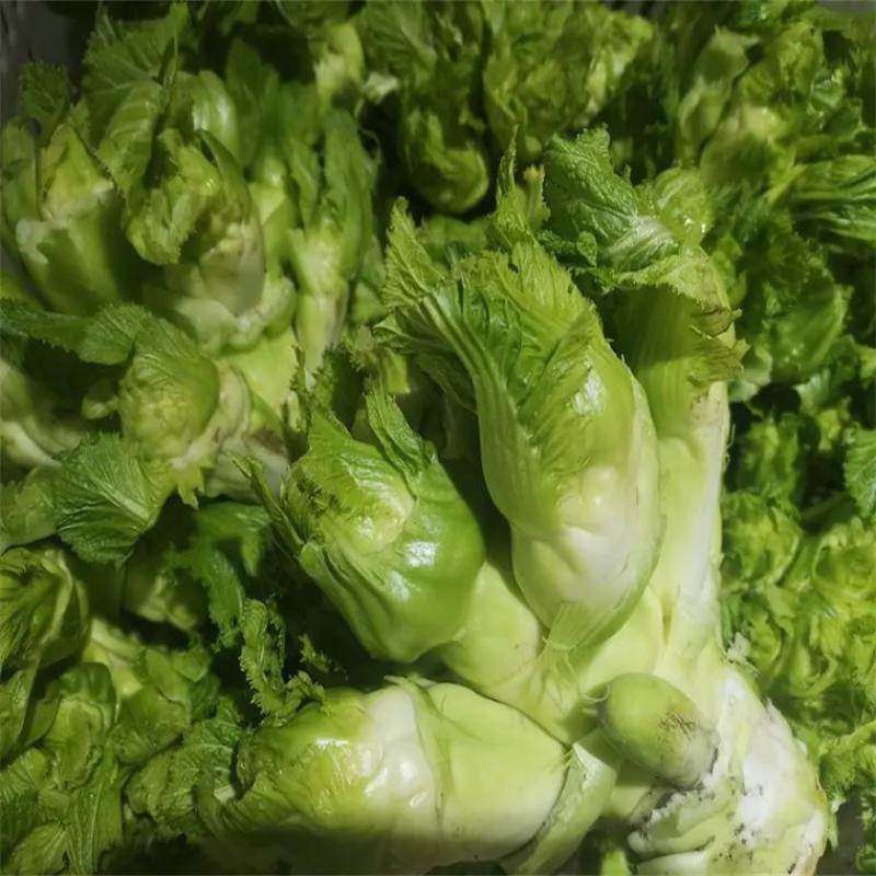 渝早大胖儿菜种子早熟抱子芥娃娃菜胖儿子菜冬秋季庭院盆栽