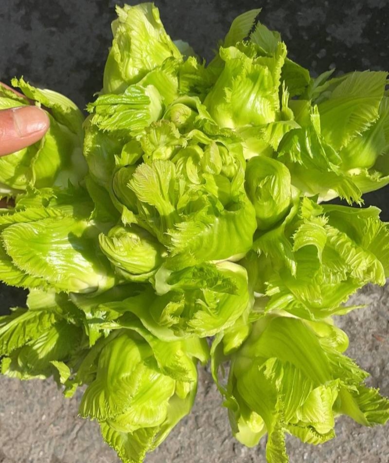 渝早大胖儿菜种子早熟抱子芥娃娃菜胖儿子菜冬秋季庭院盆栽