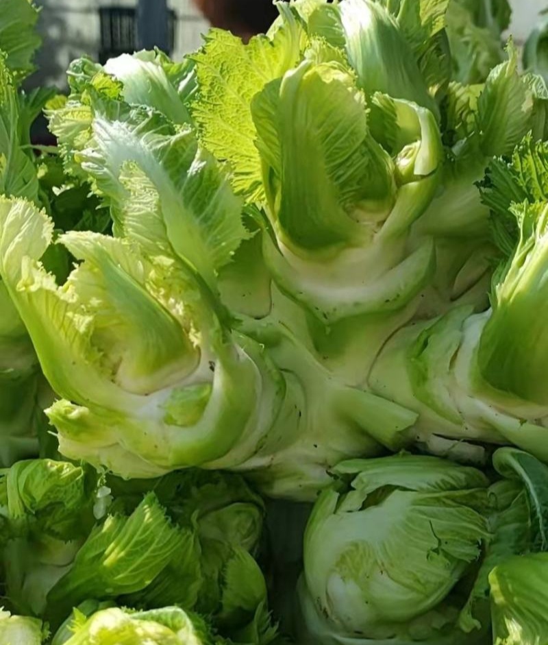 渝早大胖儿菜种子早熟抱子芥娃娃菜胖儿子菜冬秋季庭院盆栽