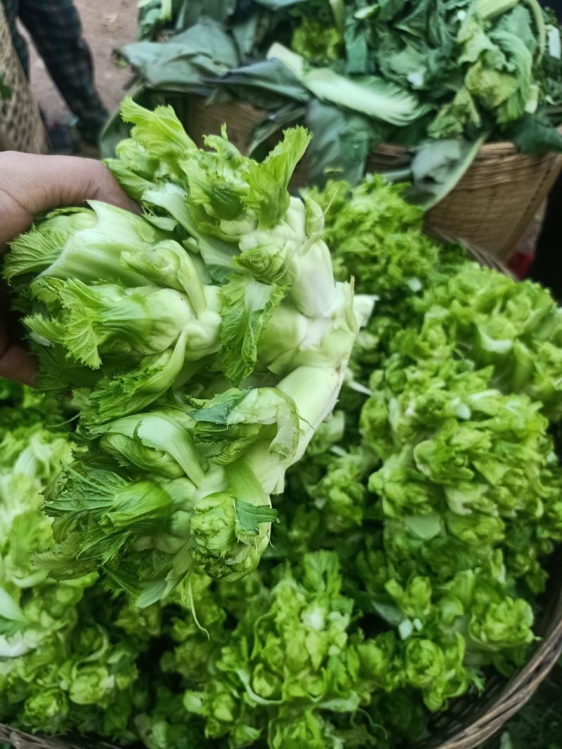 渝早大胖儿菜种子早熟抱子芥娃娃菜胖儿子菜冬秋季庭院盆栽