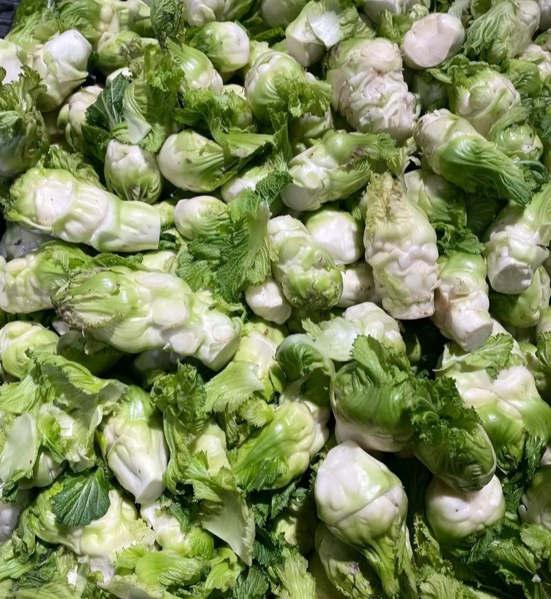 渝早大胖儿菜种子早熟抱子芥娃娃菜胖儿子菜冬秋季庭院盆栽
