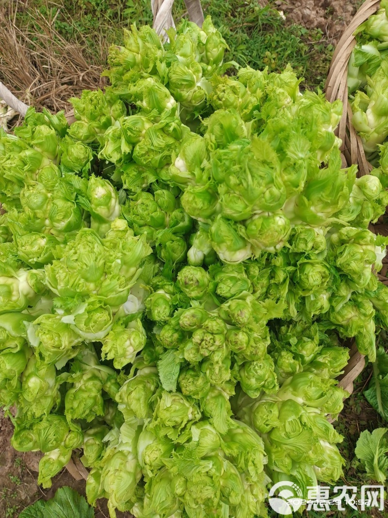 渝早大胖儿菜种子早熟抱子芥娃娃菜胖儿子菜冬秋季庭院盆栽