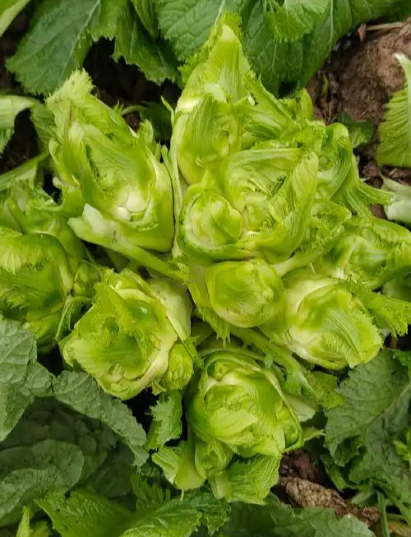 渝早大胖儿菜种子早熟抱子芥娃娃菜胖儿子菜冬秋季庭院盆栽