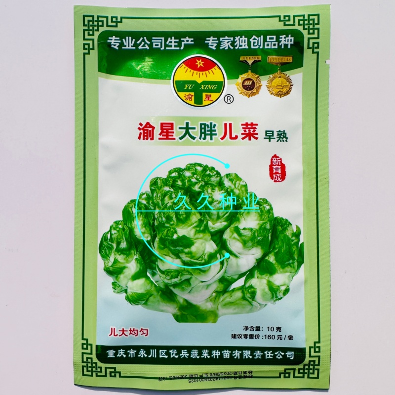 渝早大胖儿菜种子早熟抱子芥娃娃菜胖儿子菜冬秋季庭院盆栽