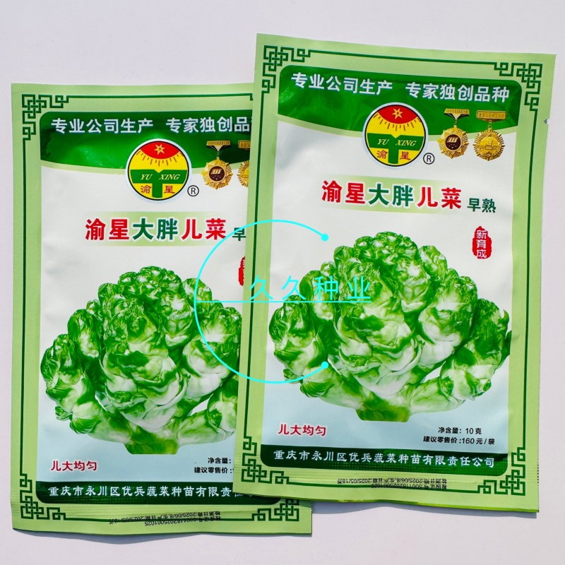 渝早大胖儿菜种子早熟抱子芥娃娃菜胖儿子菜冬秋季庭院盆栽