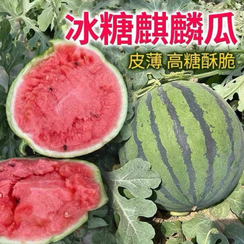 【麒麟西瓜】湖北宜昌基地直发包熟包甜一手货源全国发货