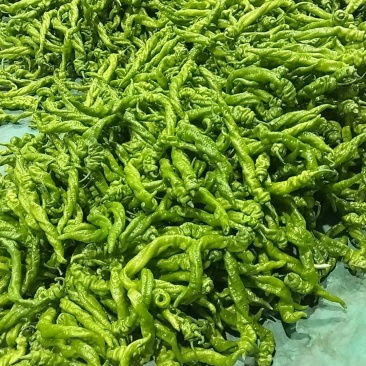 罗丝椒质量好价格合理