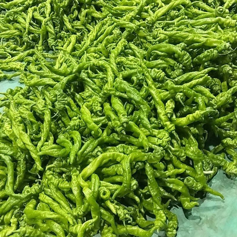 罗丝椒质量好价格合理