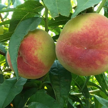 威县毛桃红不软初夏红菊中桃8号口感甜颜色鮮