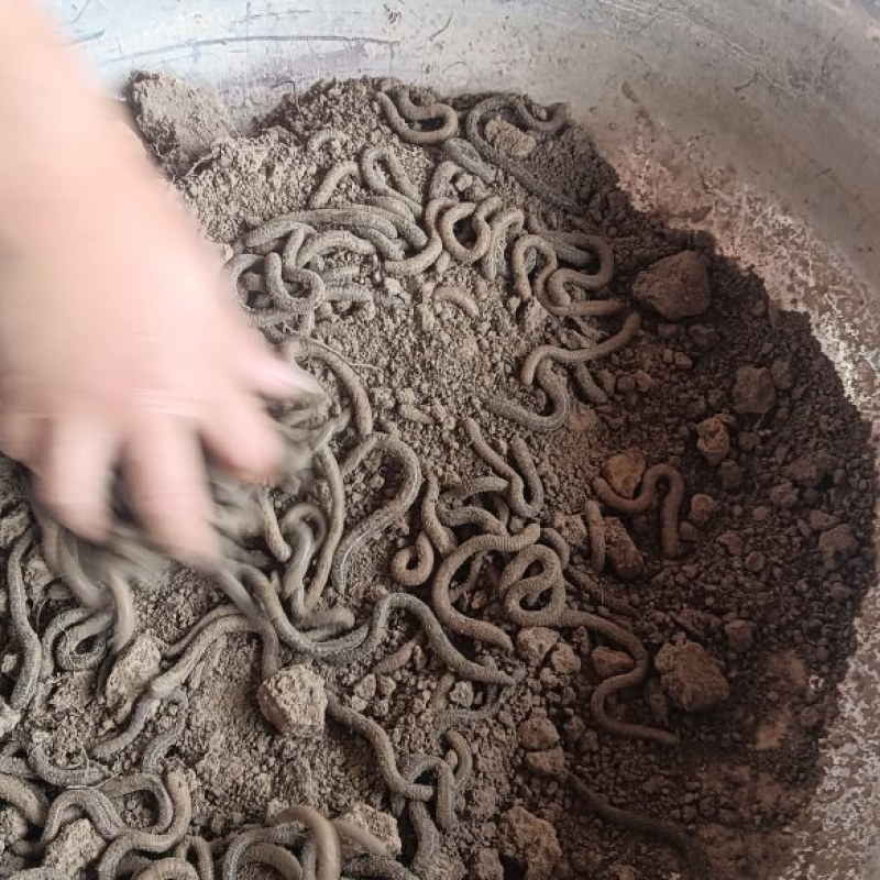 蚯蚓活体