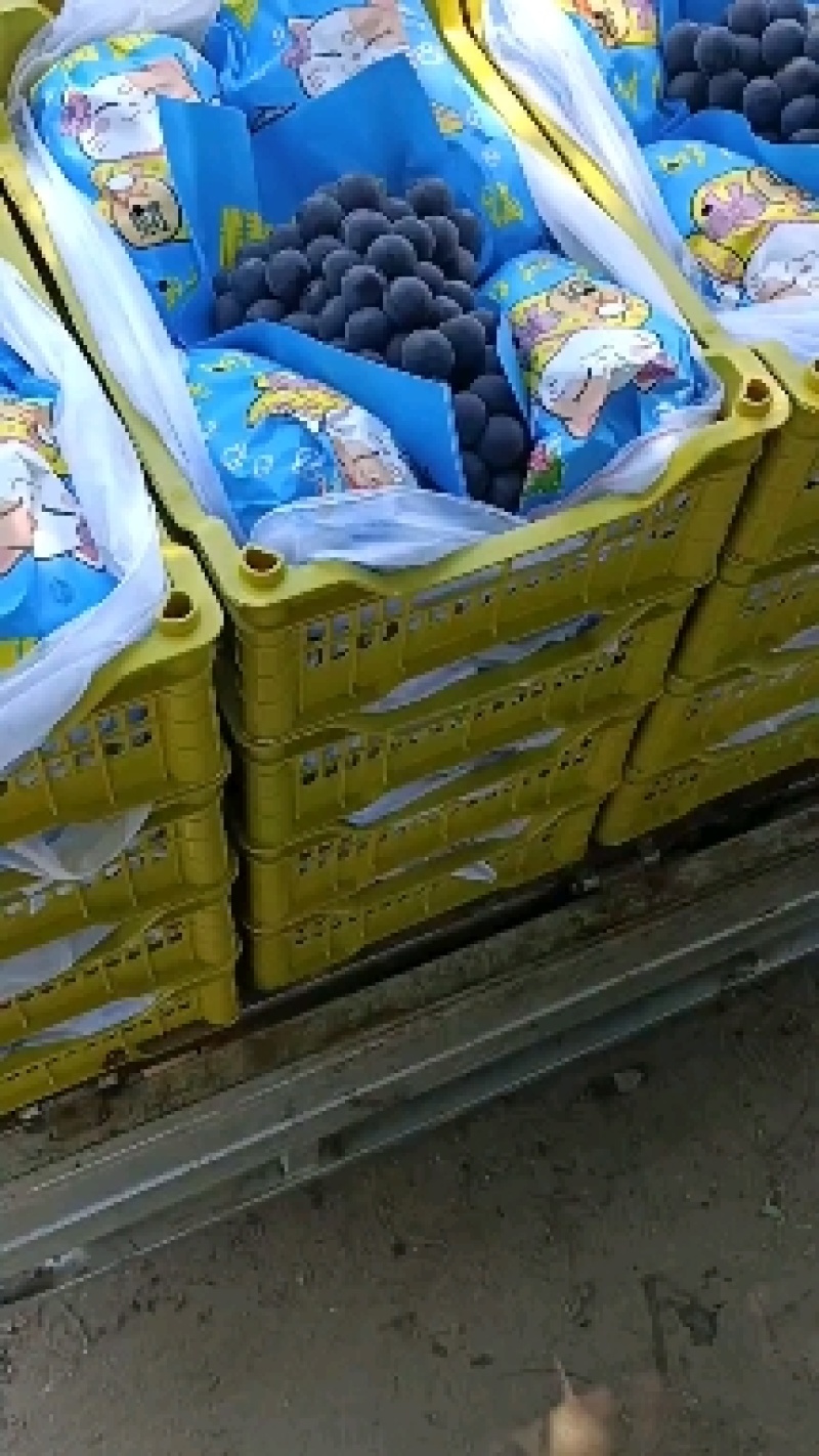 巨峰葡萄辽宁营口熊岳产区（冷棚）大量成熟上市卖相好口好