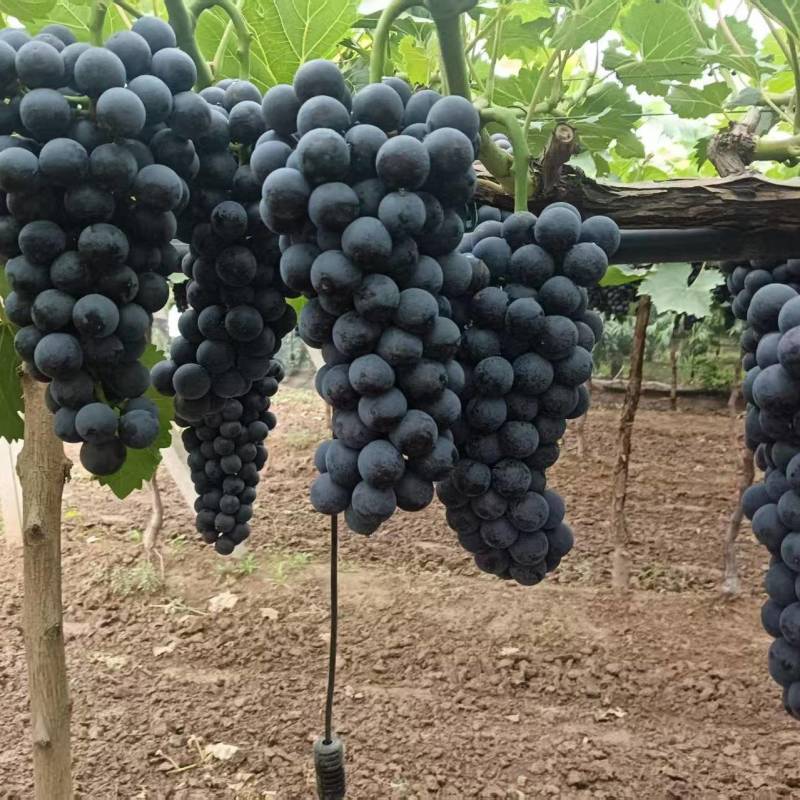 南太胡葡萄上市中口感：酸甜，