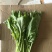 鲜雪菜