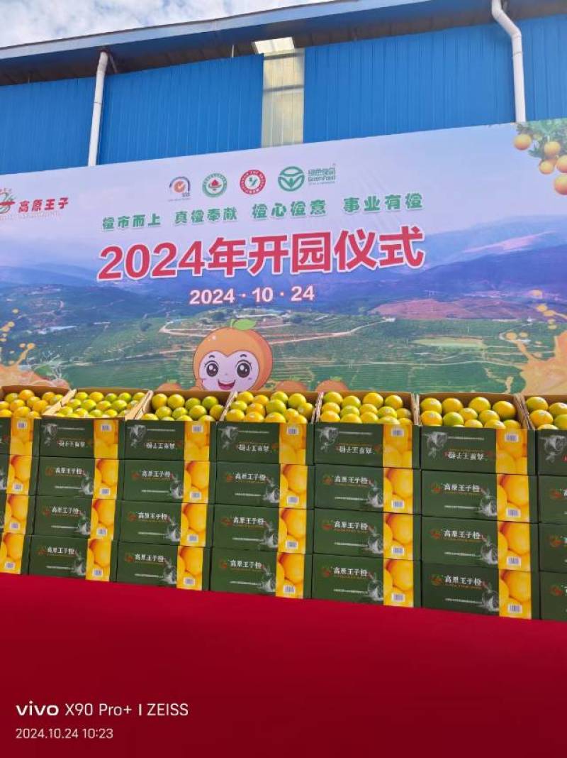 云南玉溪新平县戛洒橙子