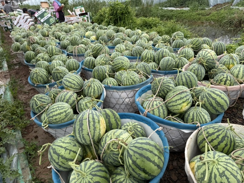 南通启东地区无籽美都大量供应