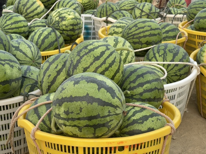 南通启东地区无籽美都大量供应