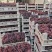 浦江巨