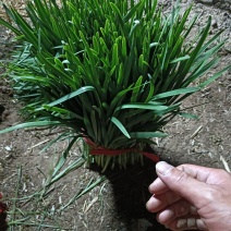 精品平一韭菜大量上市中品质保证价格实惠欢迎来电