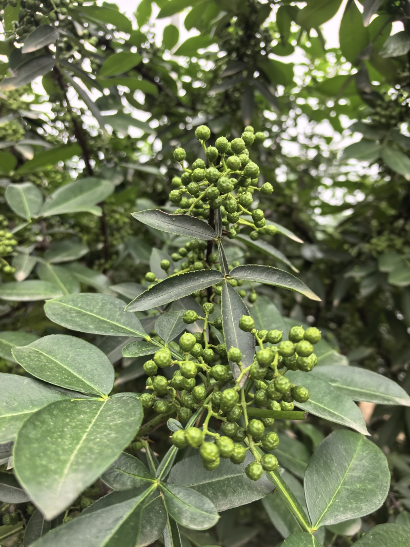 四川德阳九叶青花椒麻香十足现摘现发