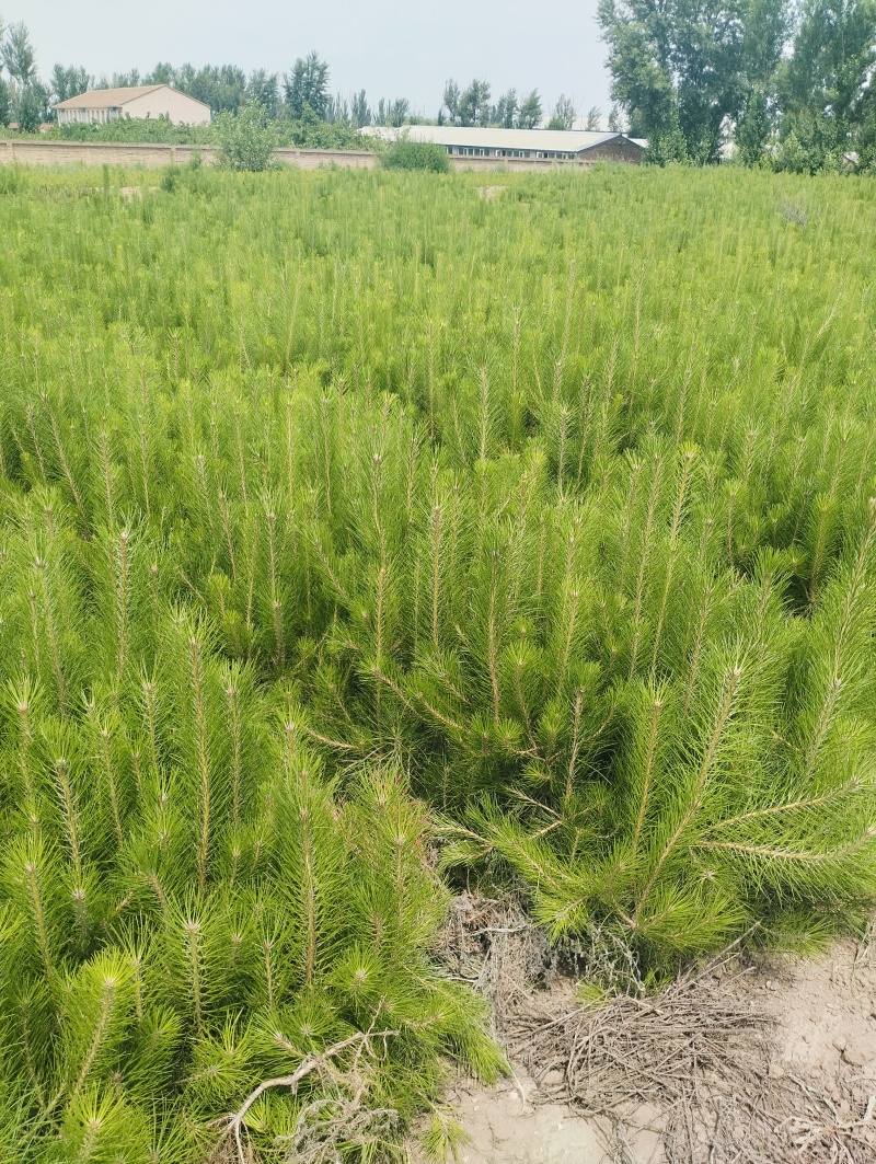 油松杯苗
