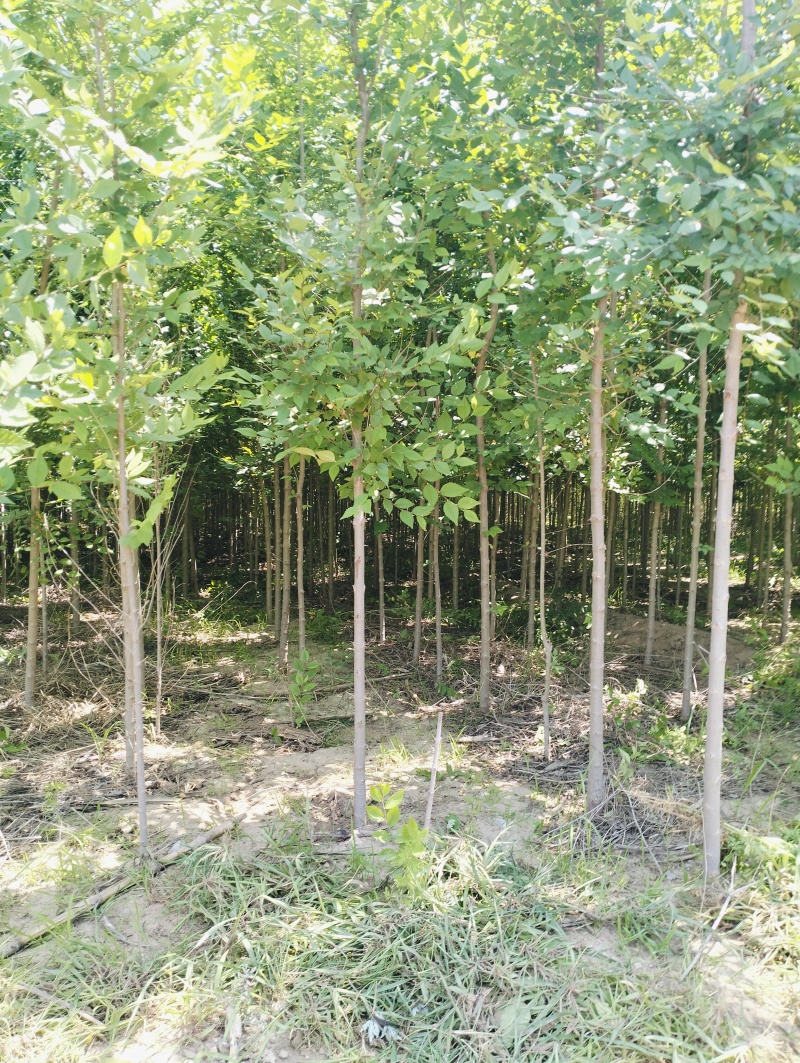 小白榆2公分定植