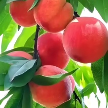 皮球桃，脆甜、多汁、味美，具有浓郁的桃香味‌