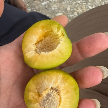 青脆李口感细腻味道甜欢迎来地里看货