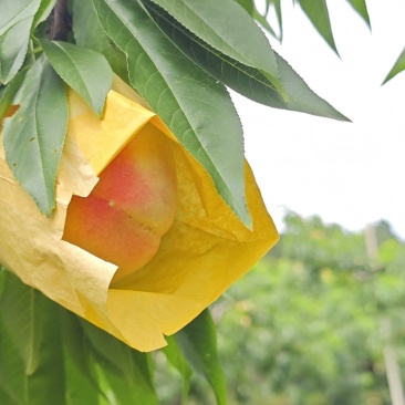 阳山水蜜桃#自产自销#一件8个盒装发货（零售，不接批发）
