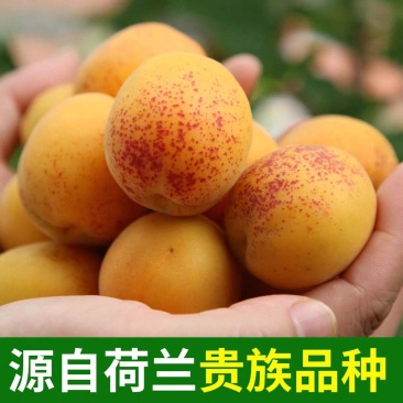 正宗荷兰香杏