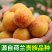 正宗荷兰香杏