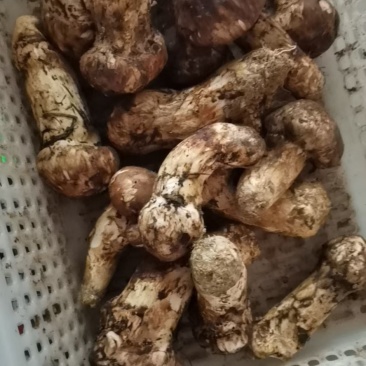 高原野生松茸