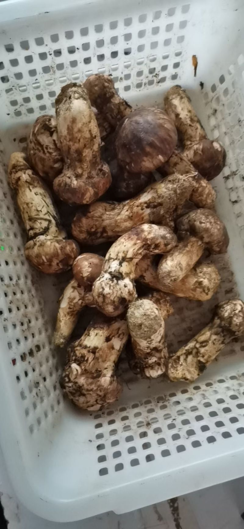 高原野生松茸