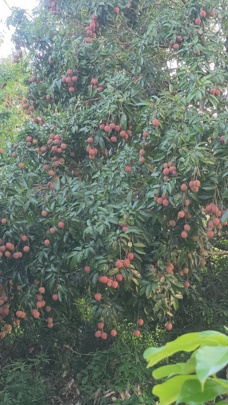 禾荔荔枝