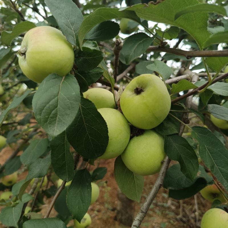 青苹果