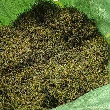 化石草