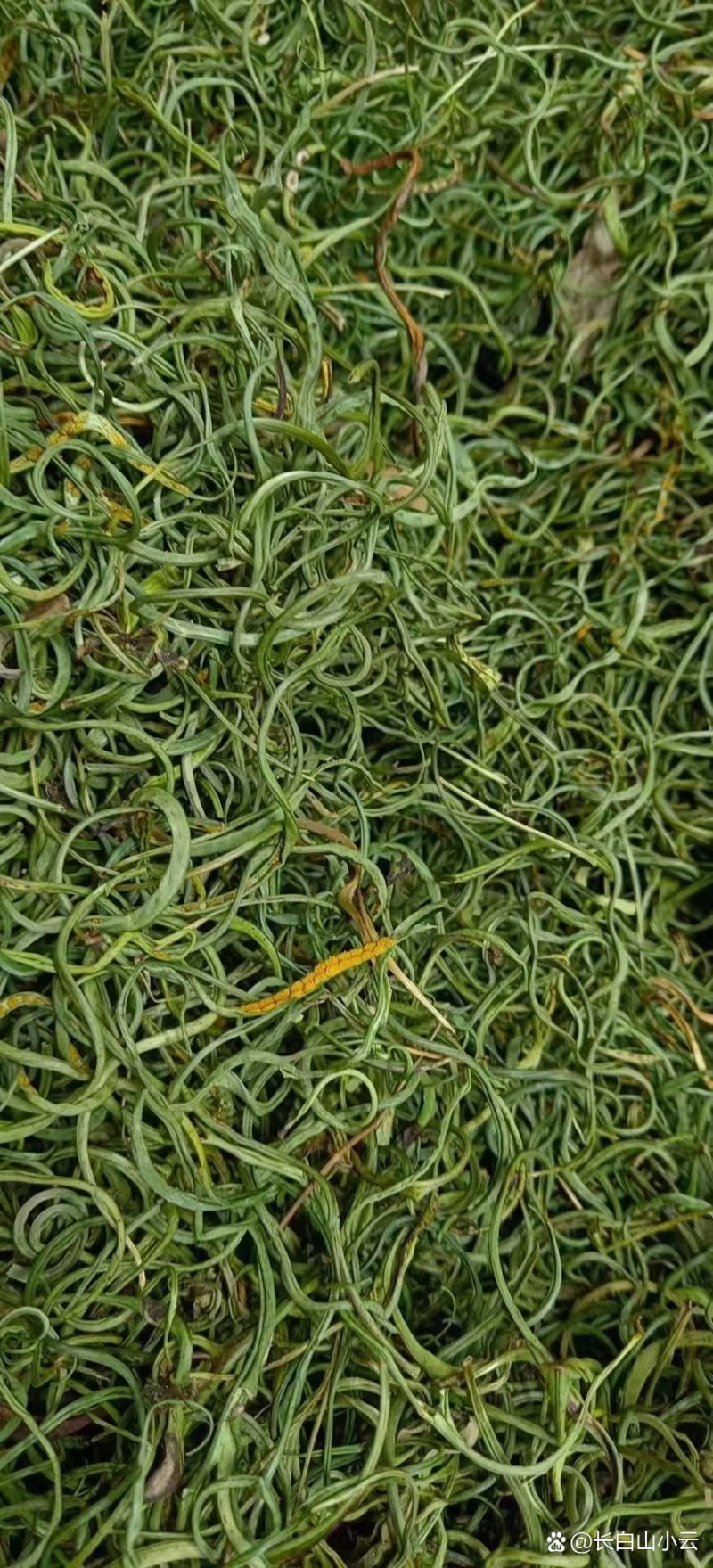 化石草