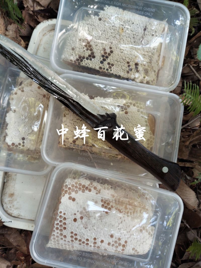 土蜂蜜！一年一取！0喂养！
